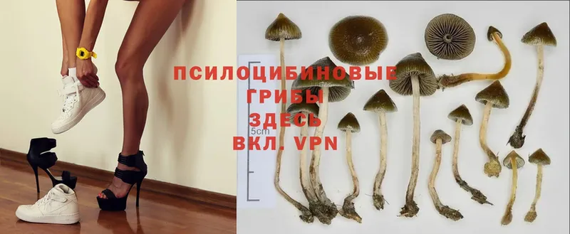 Псилоцибиновые грибы Cubensis  Аткарск 